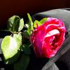 shaimaa's picture